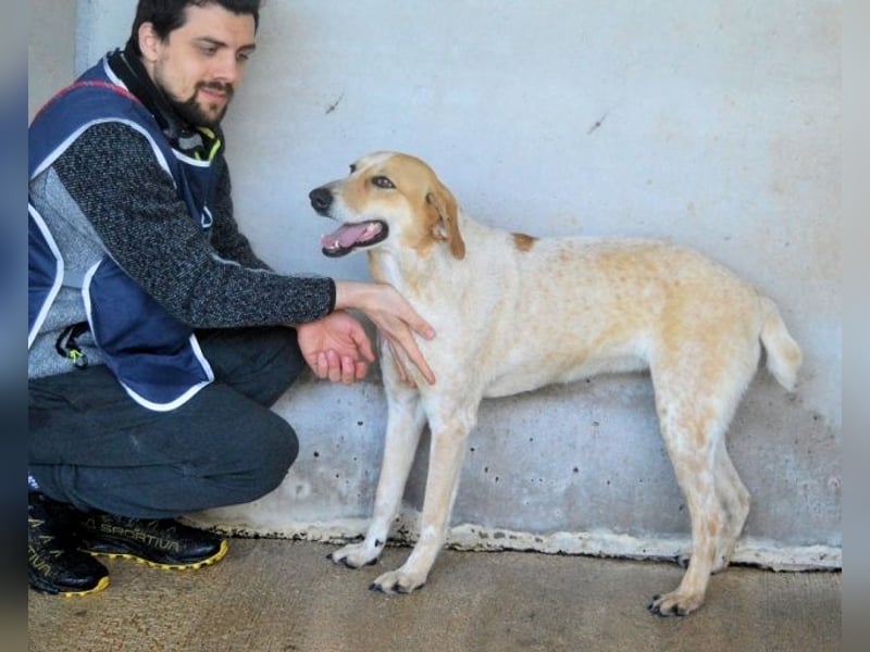 Molletta - Junghündin sucht Anschluss mit Streicheleinheiten