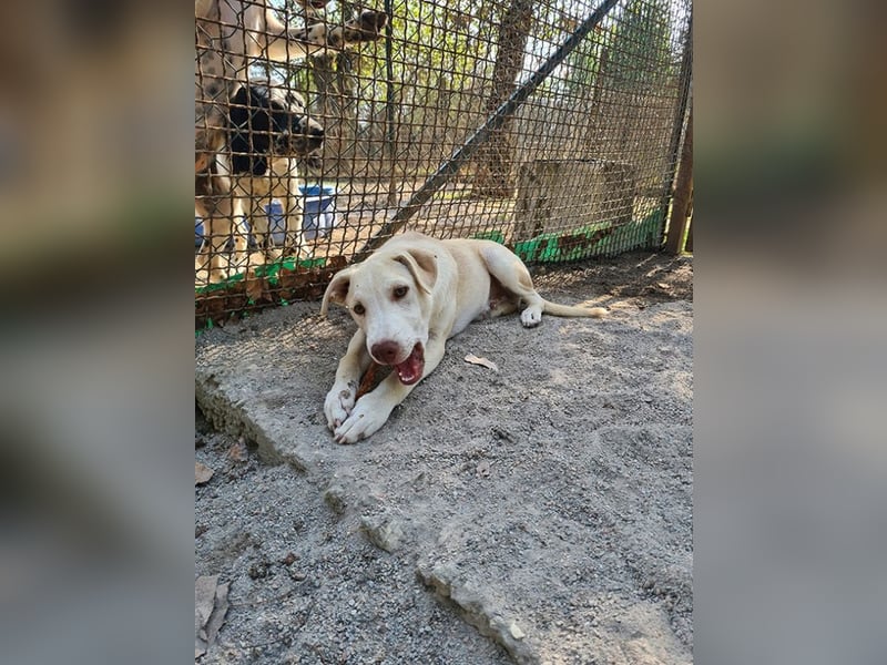 Titanio - (Dringend Pflegestelle oder Zuhause gesucht) Bereit Herzen im Sturm zu erobern