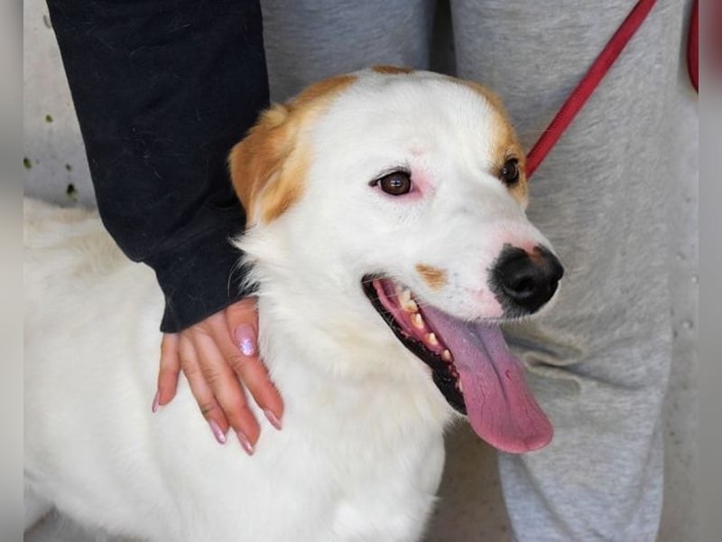 Virgilyo - Wo kommst du her, wo gehst du hin?