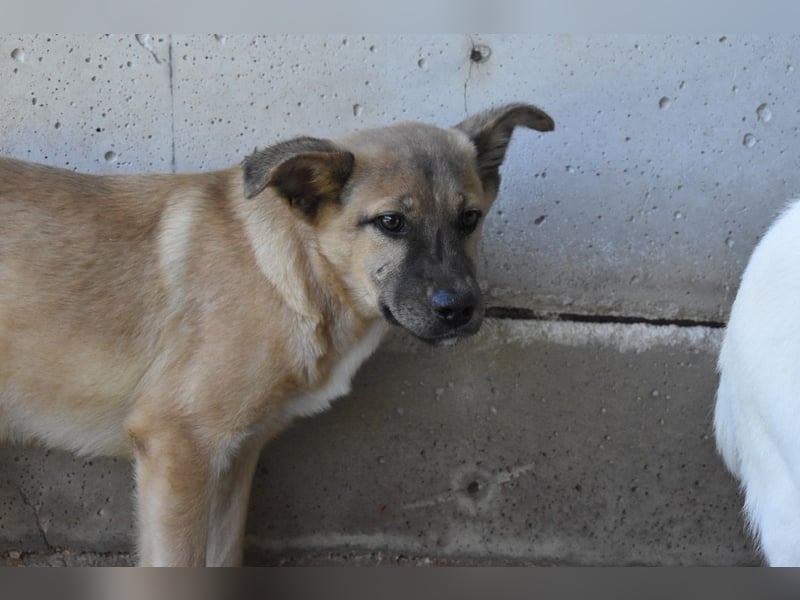 Quarven - Kleiner Hundejunge, was nun?