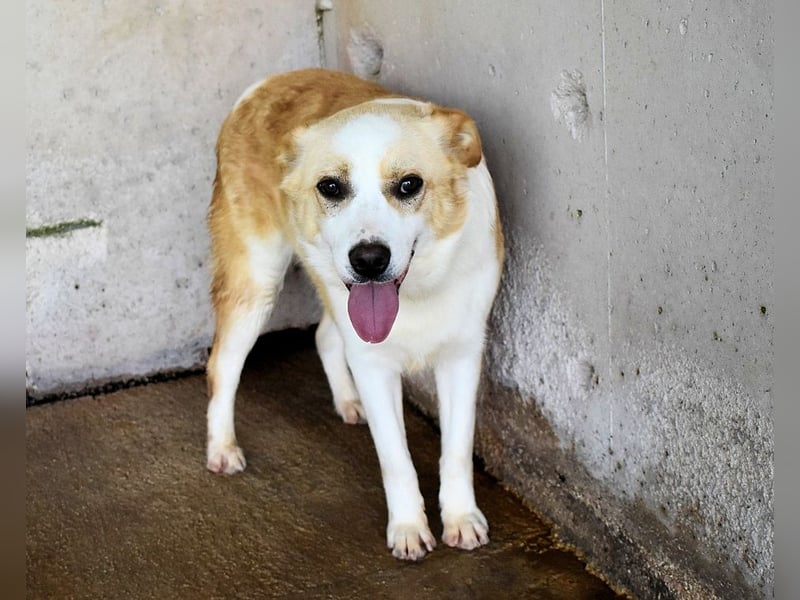 Simbad - Laute Fragen ? Leise Wünsche