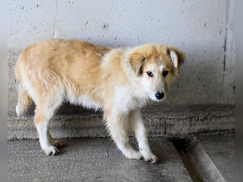 Lauritz - sucht seinen Platz im Leben