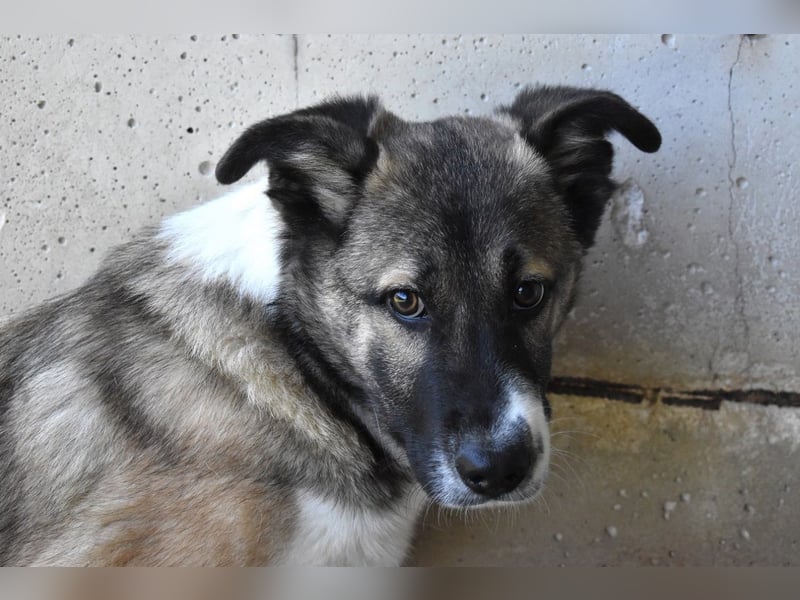 Quorivah - Kleines Hundemädchen, was nun?