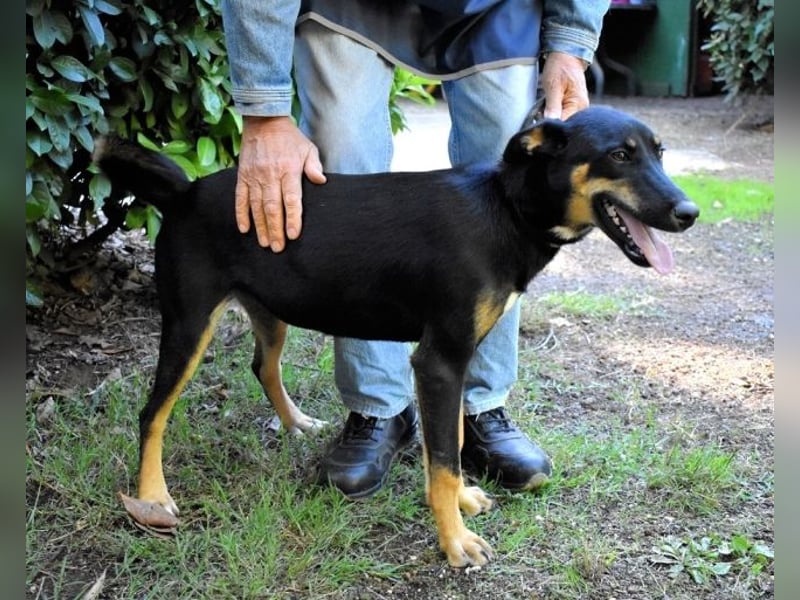 Domitia - neugierige Junghündin mit sanftem Wesen