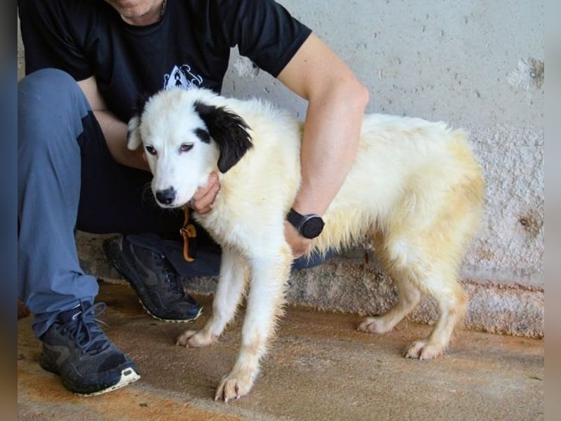 Rylando - Ein Anfang, der nie kam