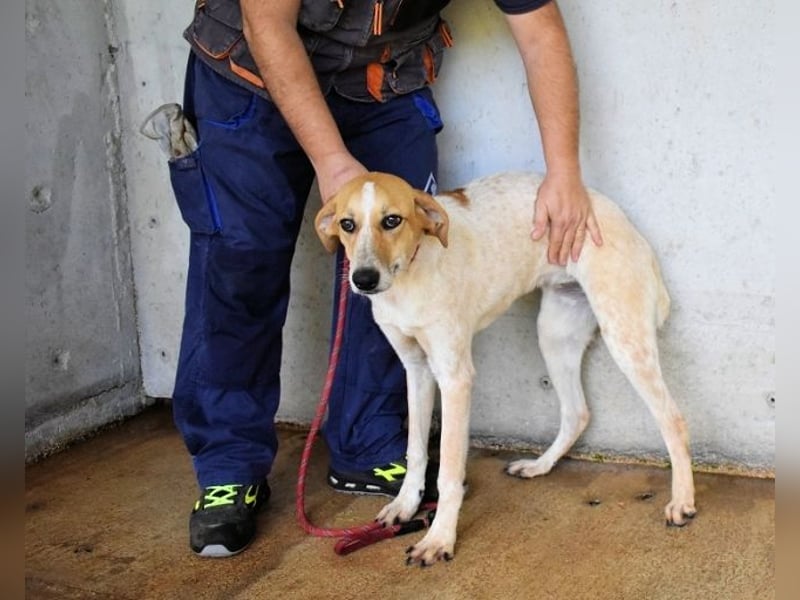 Molletta - Junghündin sucht Anschluss mit Streicheleinheiten