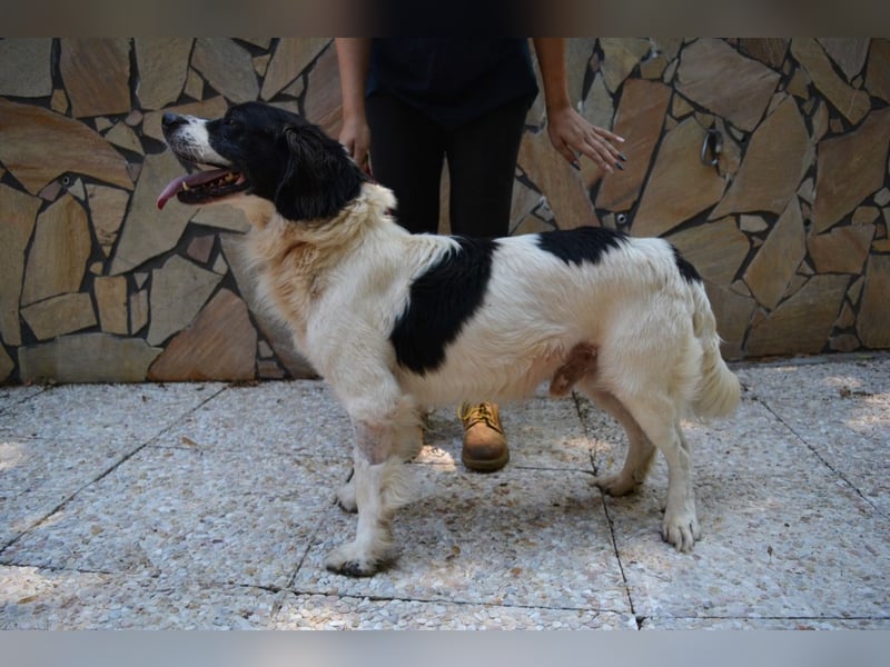 Alarico - Sanfter Gefährte mit gutem Herzen