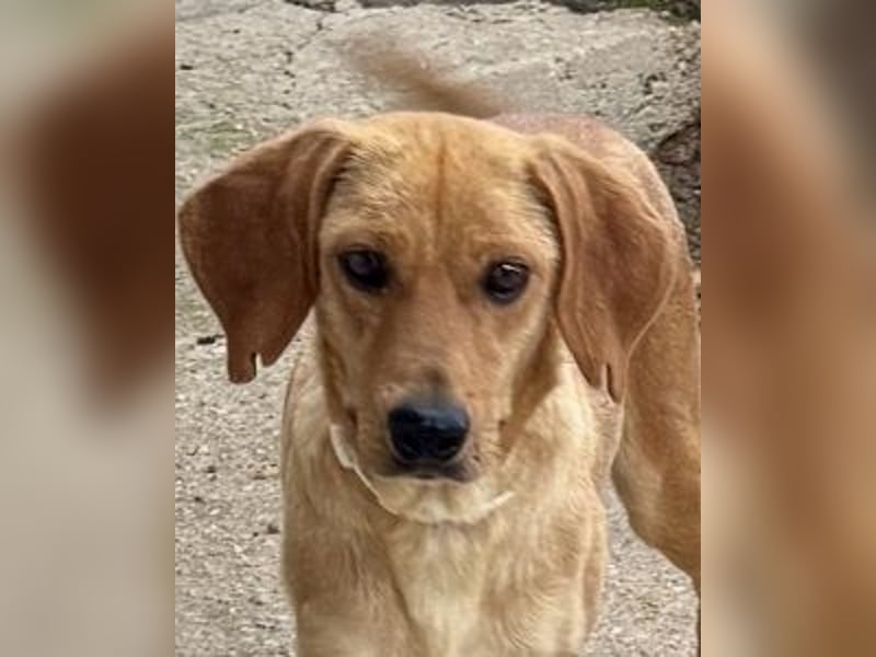 Yamina - (Dringend Pflegestelle oder Zuhause gesucht) wie bei Hänsel und Gretel - nur schlimmer