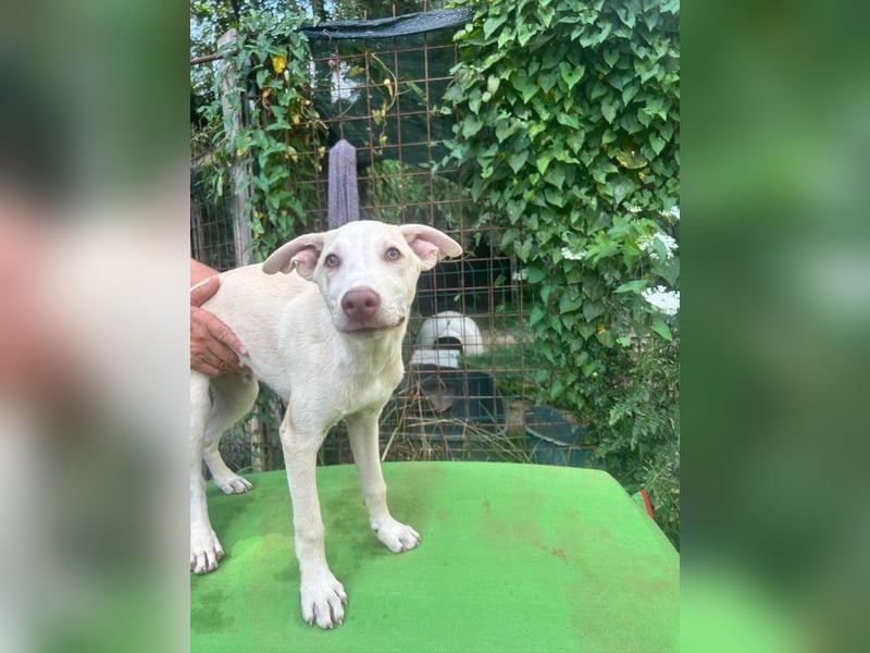 Titanio - (Dringend Pflegestelle oder Zuhause gesucht) Bereit Herzen im Sturm zu erobern