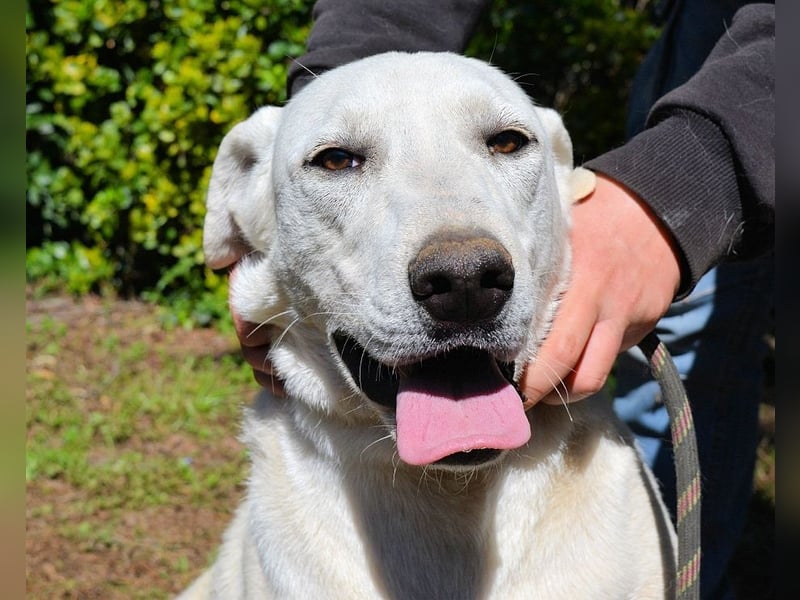 Scrubby - Ein riesiges Missverständnis!