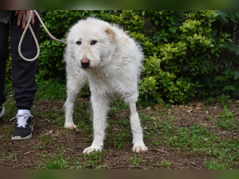 Lynnette - Power-Hündin sucht sportliches Zuhause