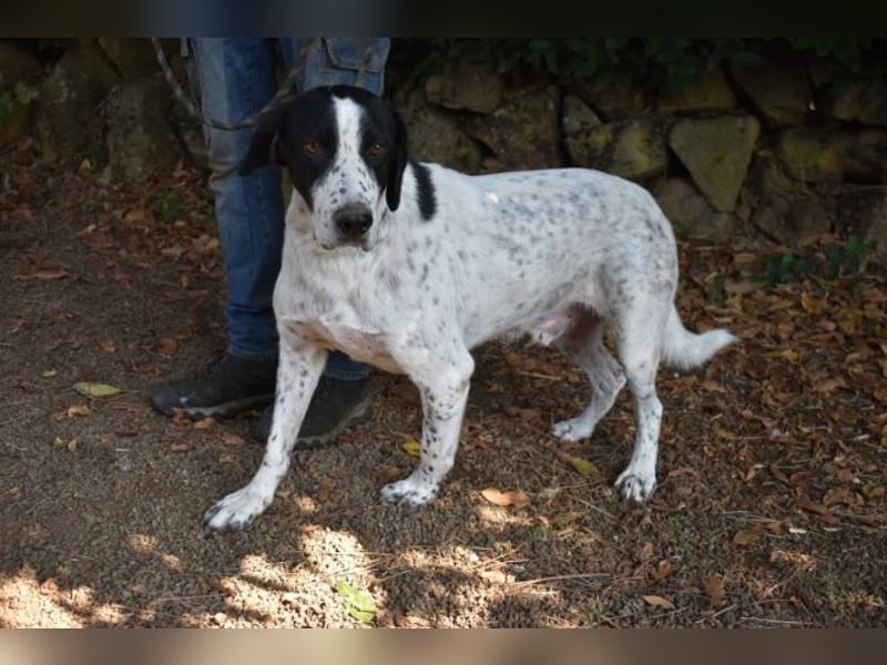 Demetrius - Sensibler Hund in großer Not