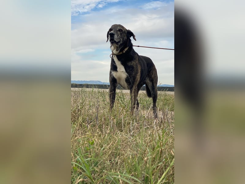 Lola - Das Herz hat seine Gründe