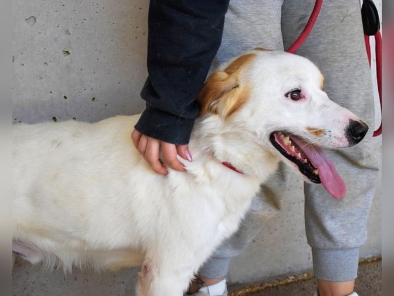 Virgilyo - Wo kommst du her, wo gehst du hin?