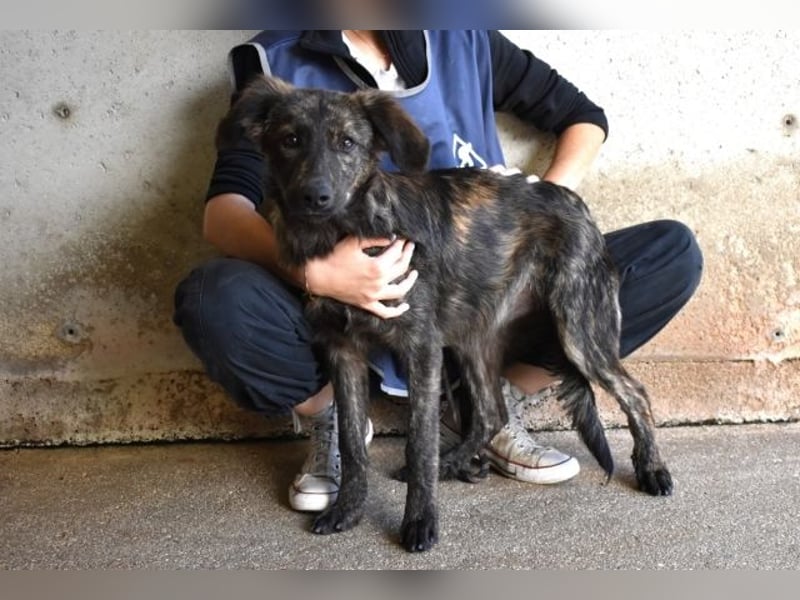 Nivara - Das Märchen von den fünf Schwestern