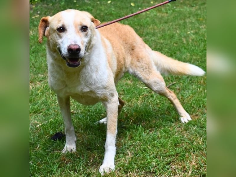 Saphir - träumt von einem Zuhause...