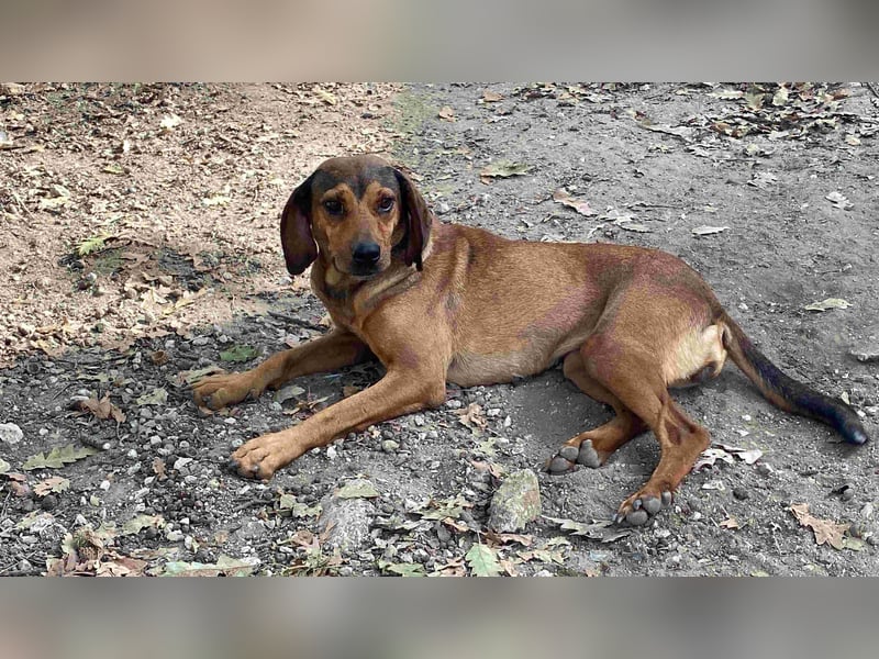 Yola - (Dringend Pflegestelle oder Zuhause gesucht) wie bei Hänsel und Gretel - nur schlimmer