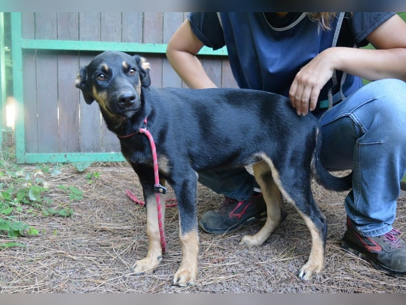 Djamica - fröhliche Junghündin mit offenem Herzen