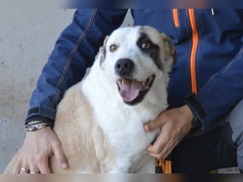 Dayra - freundlich, sanft und bereit für ein schönes Zuhause