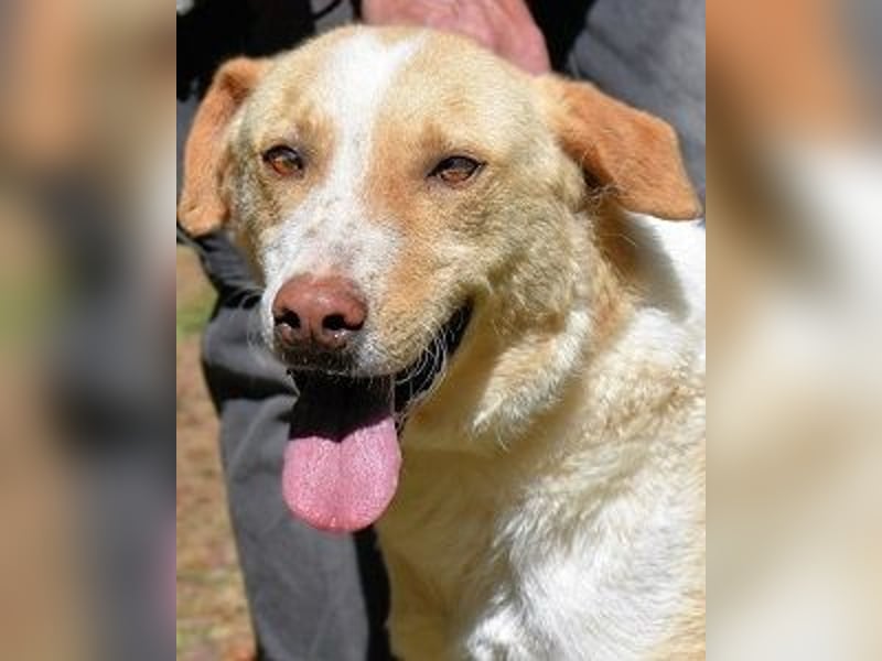 Saphir - träumt von einem Zuhause...