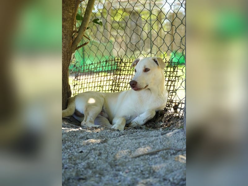 Titanio - (Dringend Pflegestelle oder Zuhause gesucht) Bereit Herzen im Sturm zu erobern