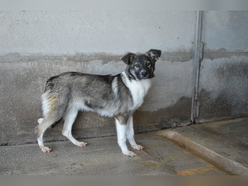 Quelisia - Kleines Schwesterchen, was nun?