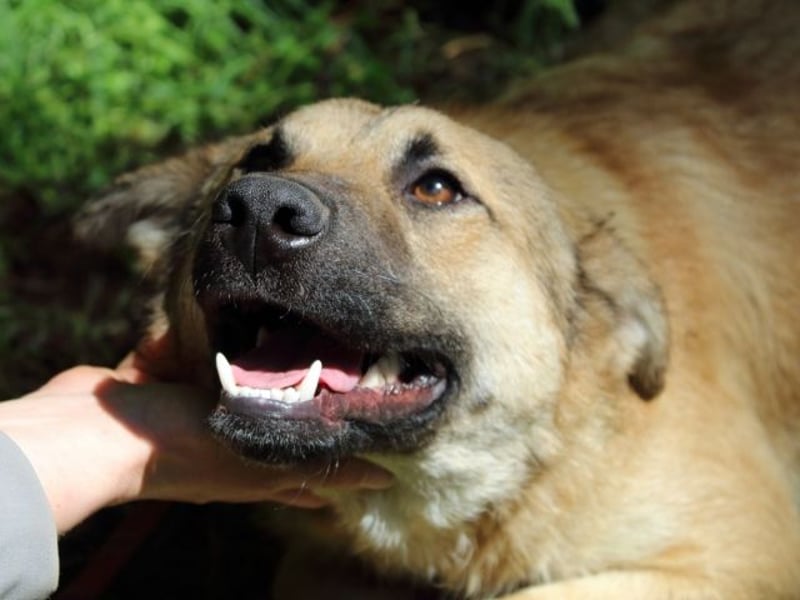 Zeebo - Z wie Zuckersüß und Zauberhaft