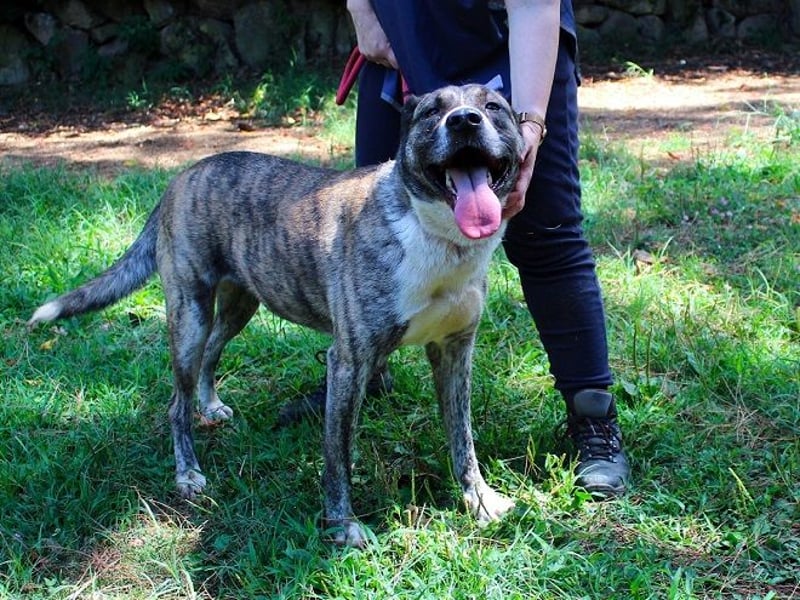 Fionella - Tigerchen sucht Familie