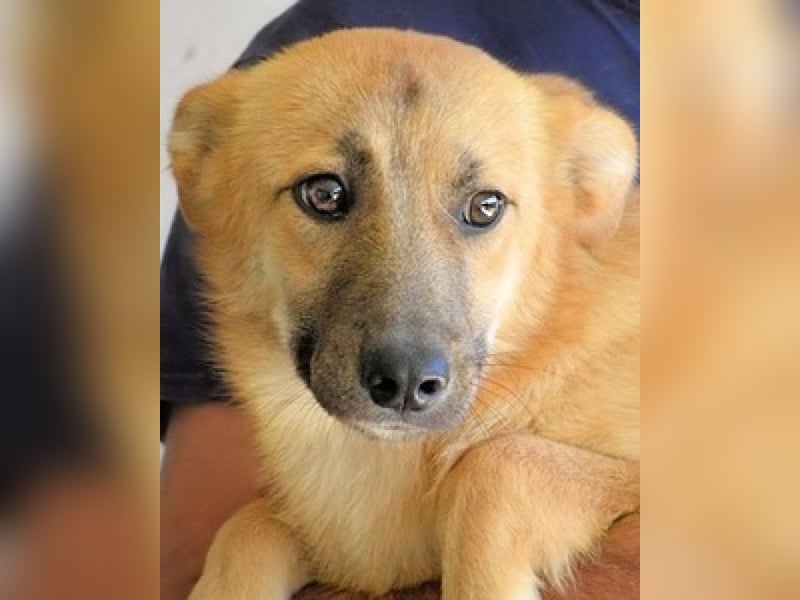 Osita - "Und wenn sie nicht weg sind.....