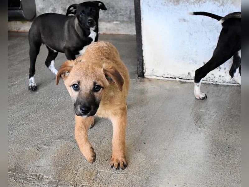 Mivelle - Es soll DEIN Leben werden