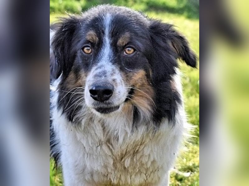 Collin - Wer Vertrauen hat, erlebt jeden Tag Wunder