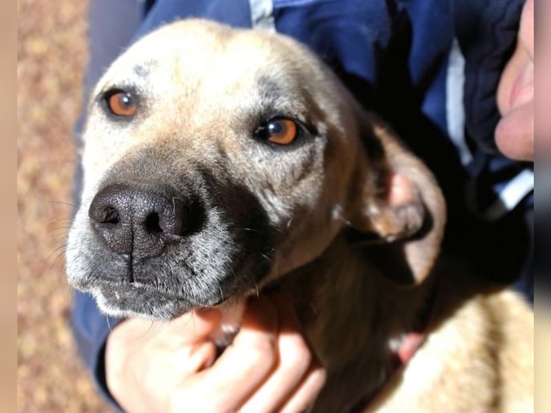 Ulietta - Noch einmal Gras unter den Pfoten spüren!