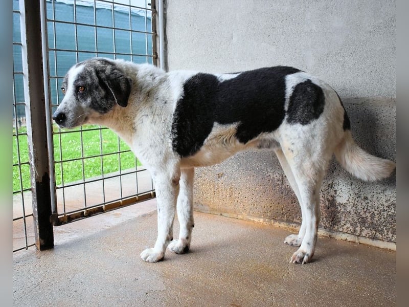Cadden - Was Zeit mit einem Hund macht