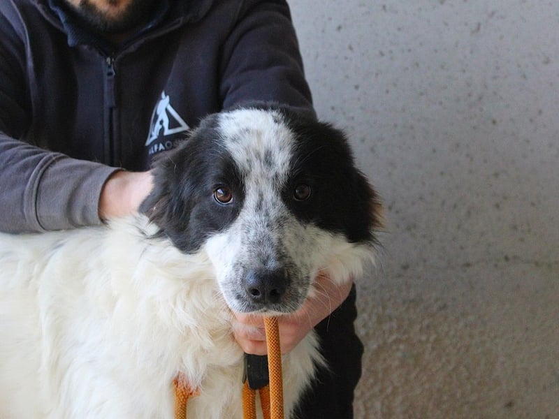 Bramion - Die Sache mit dem Mut, der Statistik und Bramion