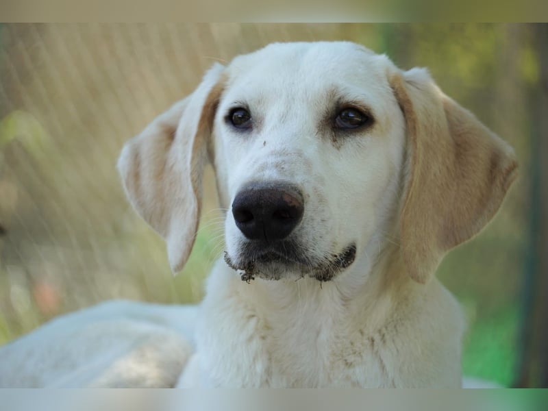 Peppino - (Dringend Zuhause oder Pflegestelle gesucht) Die Welt ist groß, ich will sie mit dir sehen