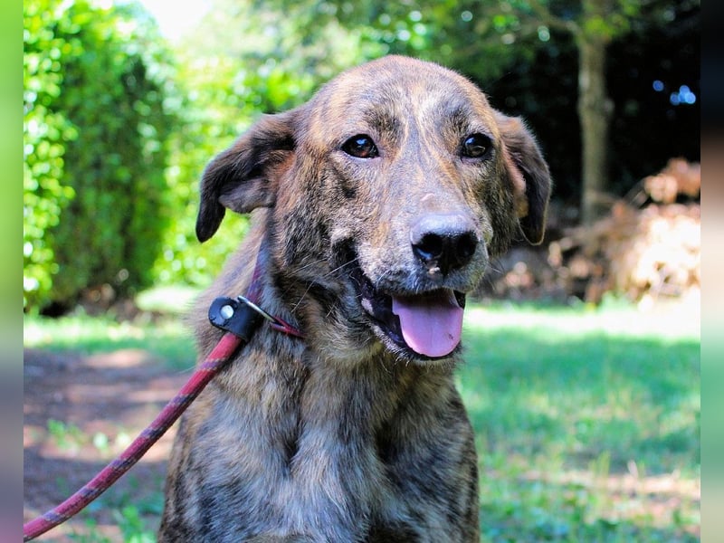 Ulick - hat alles verloren