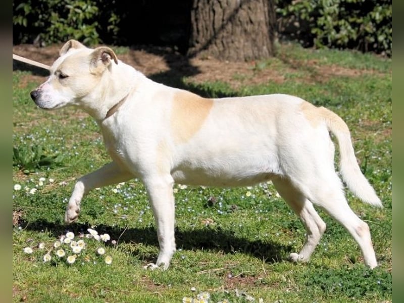 Ivetta - Hat ihr Herz zu verschenken