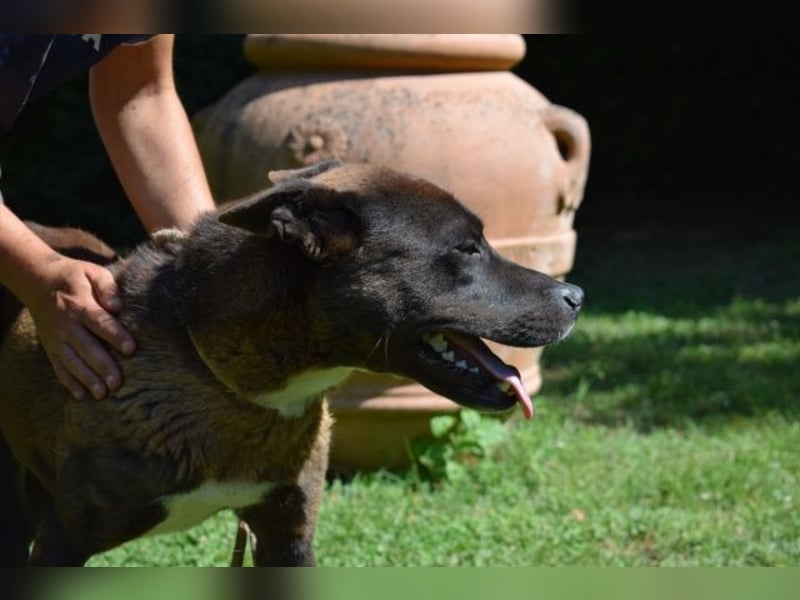 Chufo - ein Energiebündel