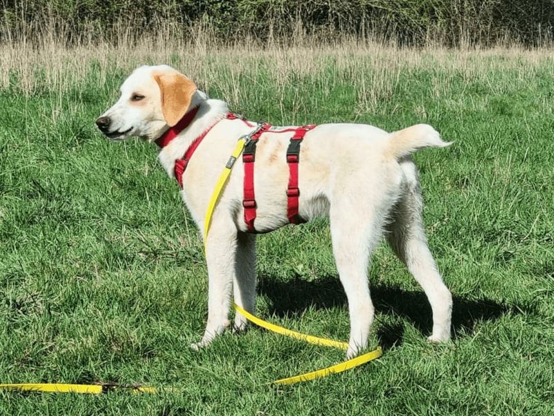 Deddy -  Mit neugierigen Pfoten ins Leben