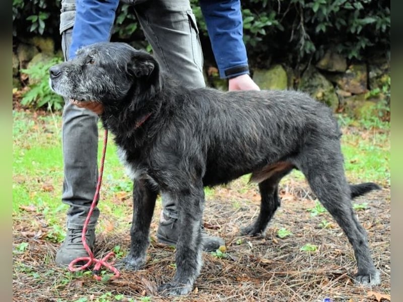 Baldovino - Lieber, großer Kerl fragt: Darf ich zu Dir?