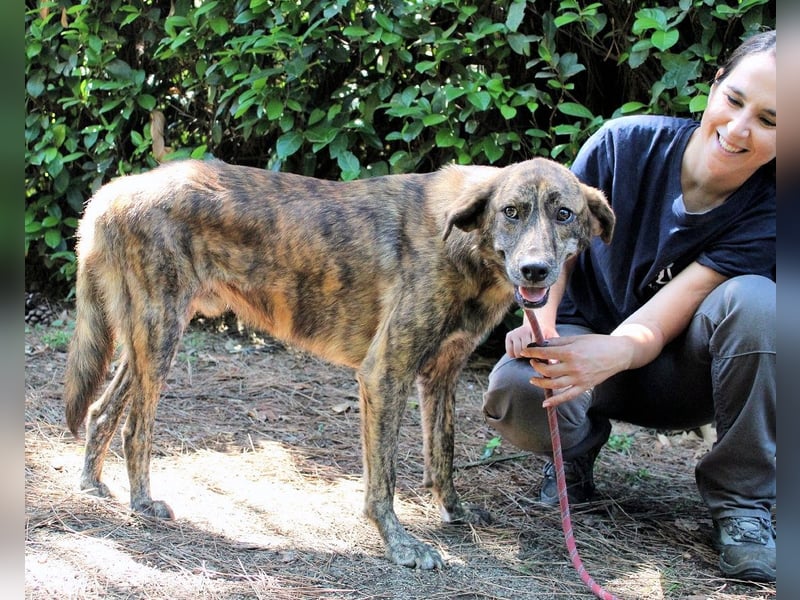 Ulick - hat alles verloren