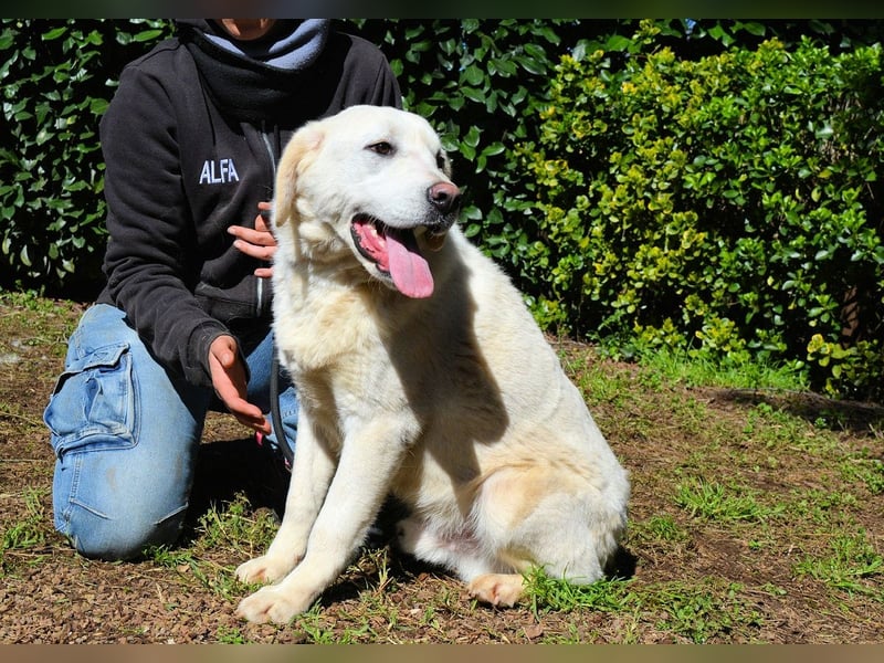 Shipley - Ein riesiges Missverständnis!