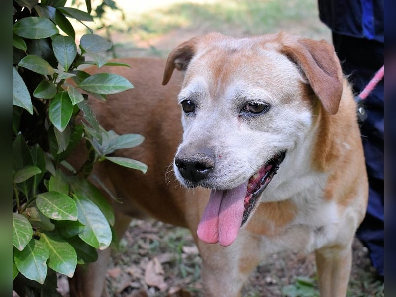 Rinaldo - Gold-Senior sucht dringend Zuhause