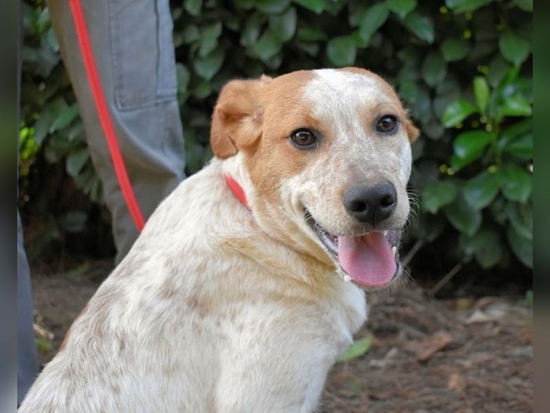 Zoilo - Z wie Zuckersüß und Zauberhaft