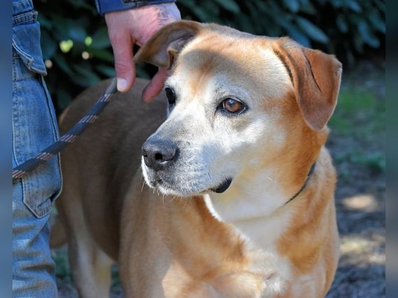 Rinaldo - Gold-Senior sucht dringend Zuhause