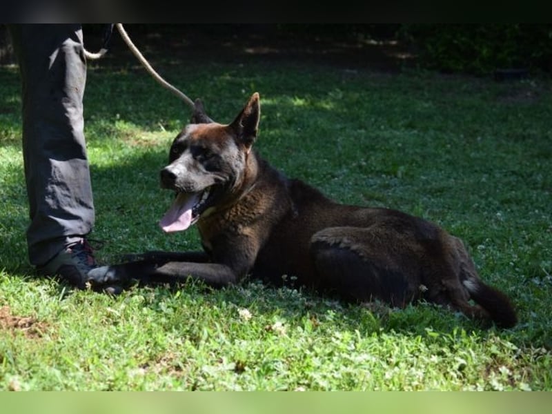 Chufo - ein Energiebündel