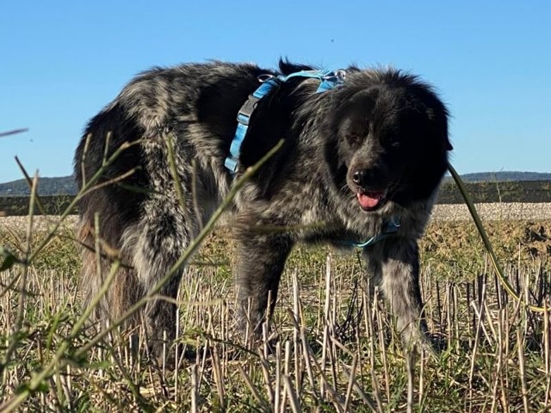 Olivia - Schüchterne Schönheit sucht neue Hunde-Menschen-Familie