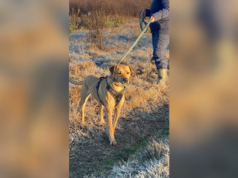 Jasper - Warten auf den einen Menschen