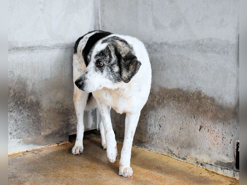 Cadden - Was Zeit mit einem Hund macht