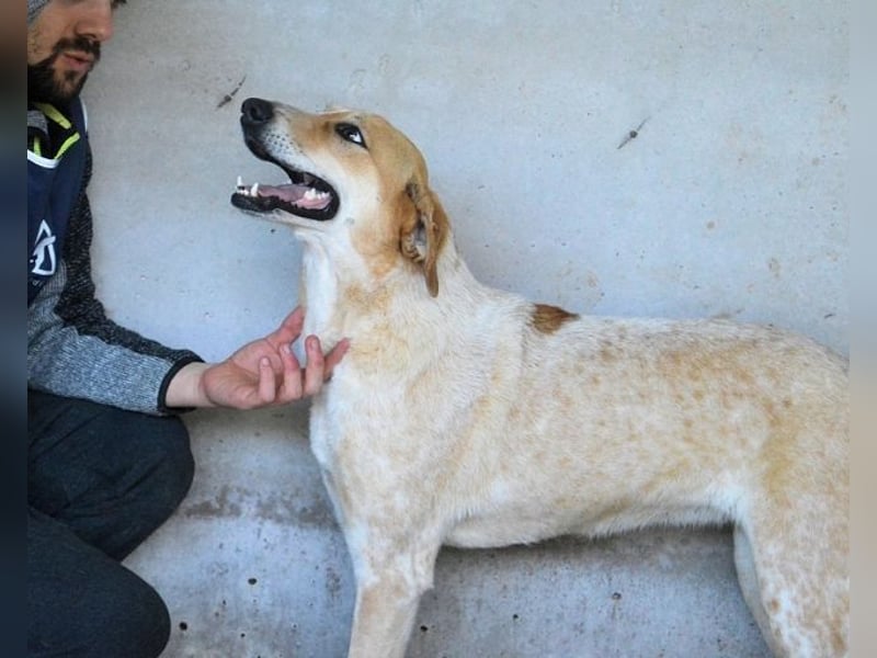 Molletta - Junghündin sucht Anschluss mit Streicheleinheiten